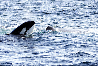 Ballena Orca en Noruega